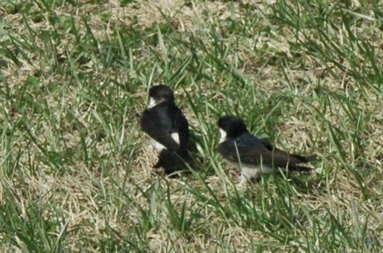 f:id:daisensando:20110429141918j:image