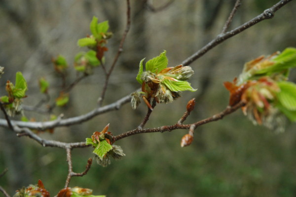 f:id:daisensando:20110430121934j:image