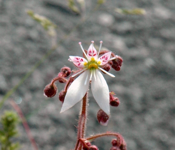 f:id:daisensando:20110521082851j:image