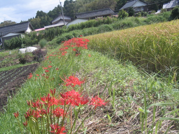 f:id:daisensando:20110922113122j:image