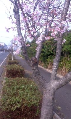f:id:daisensando:20111103115112j:image