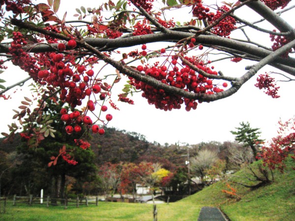 f:id:daisensando:20111107123532j:image