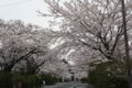 名和神社のサクラ２