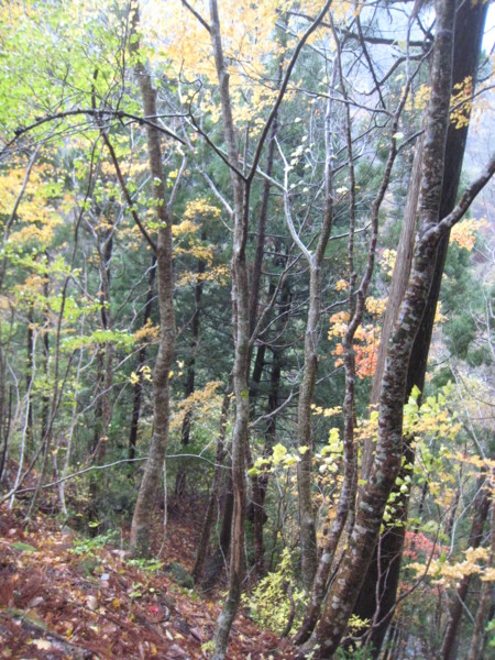 f:id:daisensando:20121111103349j:image