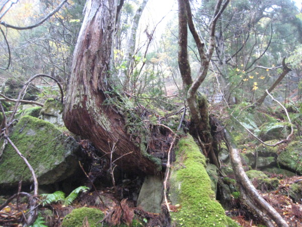 f:id:daisensando:20121111110044j:image