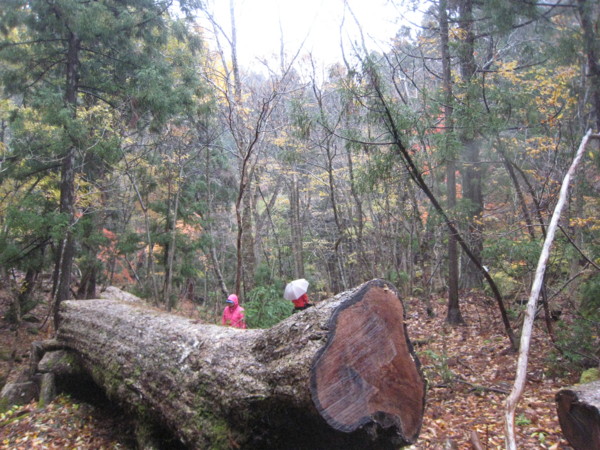 f:id:daisensando:20121111112103j:image
