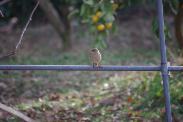f:id:daisensando:20130214153724j:image