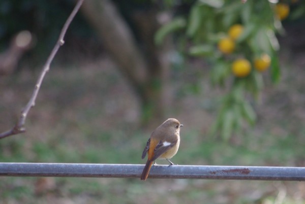 f:id:daisensando:20130214153734j:image