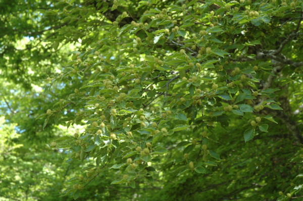 f:id:daisensando:20130524111749j:image