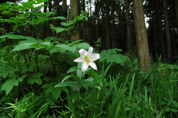 f:id:daisensando:20130602175143j:image