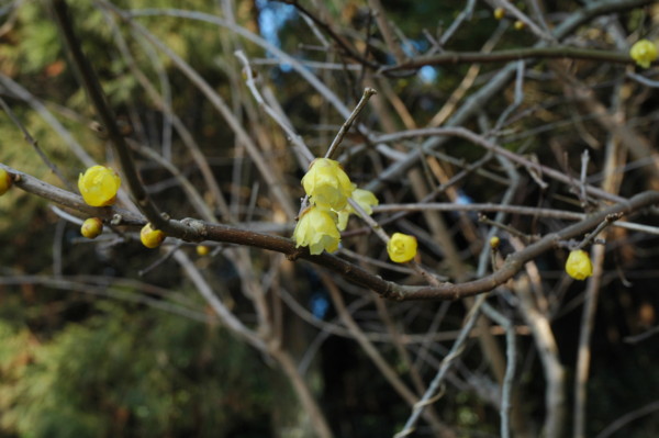f:id:daisensando:20140121141944j:image