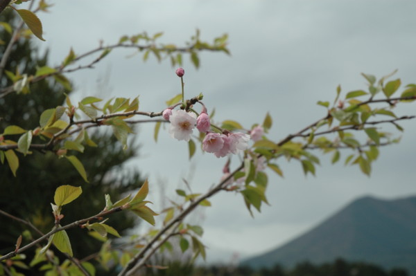 f:id:daisensando:20160403085846j:image