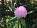 シャクナゲ