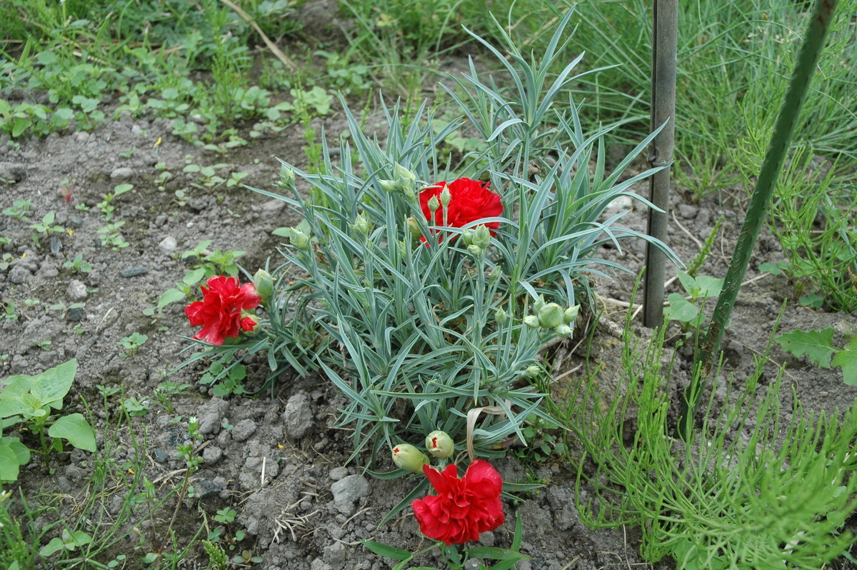 カーネーションとノイバラ どちらが赤い Daisensandoの日記ーはてなブログ