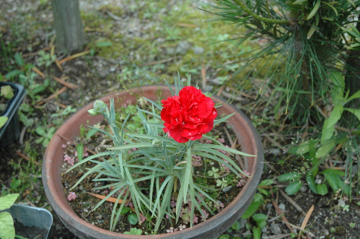 カーネーションとノイバラ どちらが赤い Daisensandoの日記ーはてなブログ