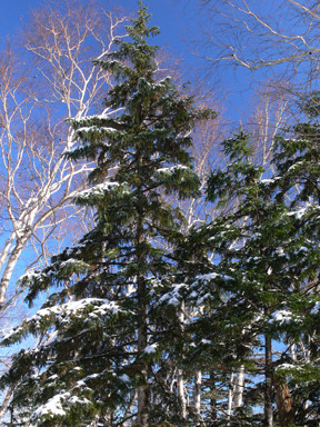 f:id:daisetsuzan:20081012192601j:image:h240