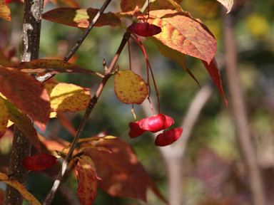 f:id:daisetsuzan:20090925203952j:image:w200