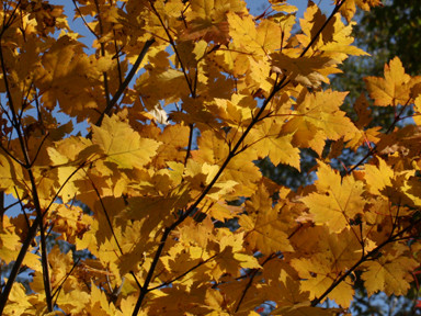 f:id:daisetsuzan:20090925203953j:image:w200