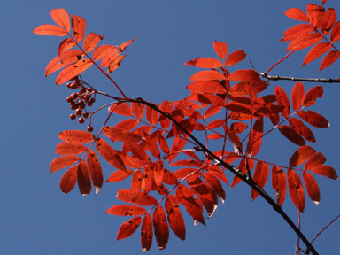 f:id:daisetsuzan:20090925203954j:image:w200