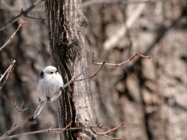 f:id:daisetsuzan:20100310162252j:image f:id:daisetsuzan:20100310162252j:image