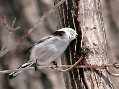 f:id:daisetsuzan:20100310162253j:image:w240 f:id:daisetsuzan:20100310162253j:image:w240