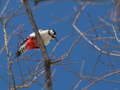 f:id:daisetsuzan:20100310162254j:image f:id:daisetsuzan:20100310162254j:image