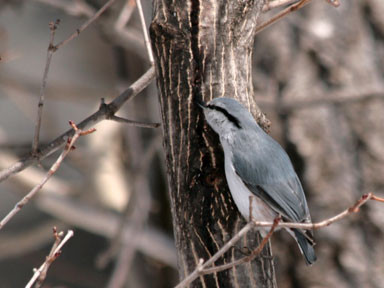 f:id:daisetsuzan:20100310162255j:image f:id:daisetsuzan:20100310162255j:image