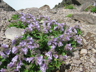 f:id:daisetsuzan:20100702212034j:image