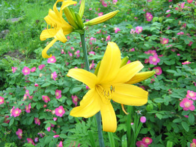 f:id:daisetsuzan:20100702212035j:image:w240