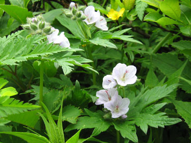 f:id:daisetsuzan:20100702212036j:image:w240
