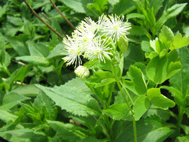 f:id:daisetsuzan:20100702212040j:image:w240