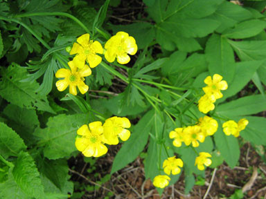 f:id:daisetsuzan:20100702212041j:image:w240