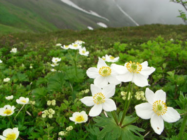 f:id:daisetsuzan:20100705213319j:image:w240