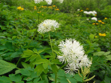f:id:daisetsuzan:20100705213320j:image:w240
