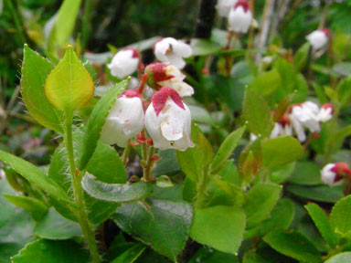 f:id:daisetsuzan:20100705213321j:image:w240