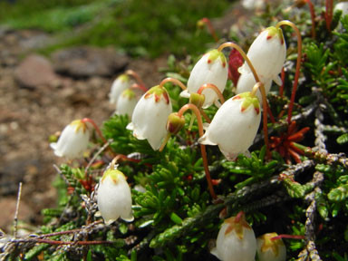 f:id:daisetsuzan:20100705213322j:image:w240