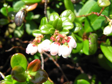 f:id:daisetsuzan:20100705213325j:image:w240