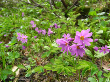 f:id:daisetsuzan:20100705213326j:image:w240