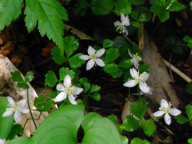 f:id:daisetsuzan:20100705213327j:image:w240