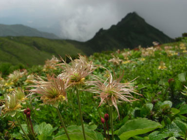 f:id:daisetsuzan:20100705213334j:image:w240