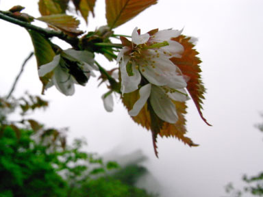 f:id:daisetsuzan:20100705213336j:image