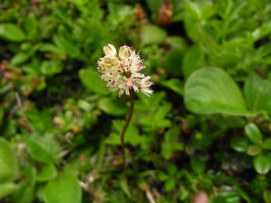 f:id:daisetsuzan:20100705213337j:image:w240