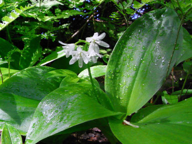 f:id:daisetsuzan:20100705213339j:image:w240