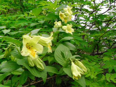 f:id:daisetsuzan:20100705213341j:image:w240
