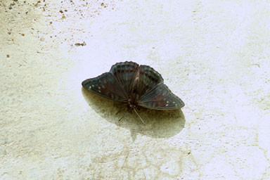 オオイチモンジ（黒化型 1オス 大雪湖産） 7月6日 オオイチモンジ黒化