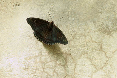 オオイチモンジ（黒化型 1オス 大雪湖産） 2025年最新】オオイチモンジの人気アイテム - メルカリ