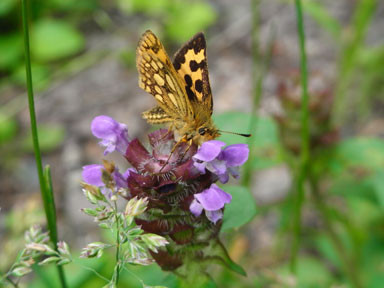 f:id:daisetsuzan:20100707212235j:image f:id:daisetsuzan:20100707212235j:image