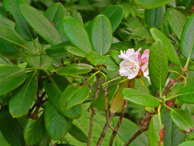 f:id:daisetsuzan:20100707212237j:image f:id:daisetsuzan:20100707212237j:image