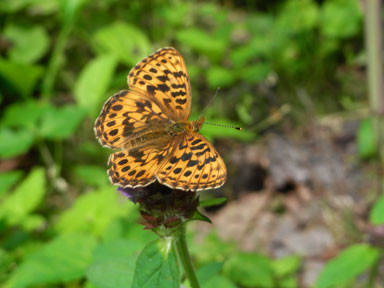 f:id:daisetsuzan:20100707212238j:image:w240 f:id:daisetsuzan:20100707212238j:image:w240