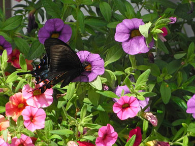 f:id:daisetsuzan:20100707212239j:image f:id:daisetsuzan:20100707212239j:image